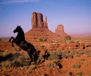 пазл Пустыне Черный конь